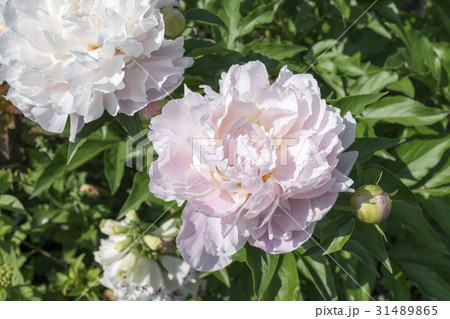 シャクヤク　キャサリンフォンテン 31489865