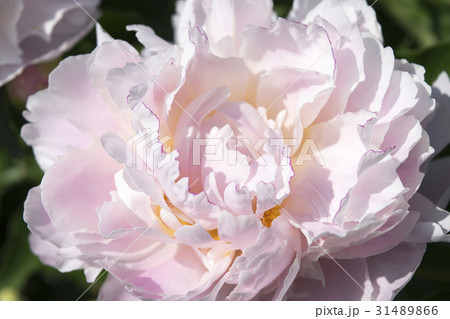 シャクヤク　キャサリンフォンテン 31489866