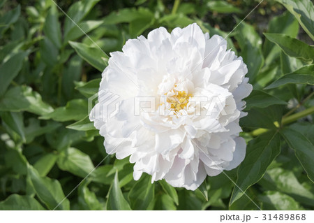 シャクヤク　キャサリンフォンテン 31489868