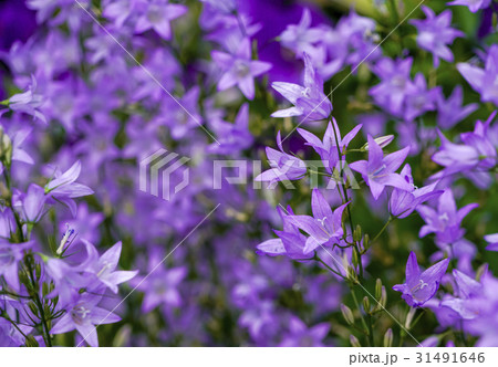 ハタザオキキョウ 31491646