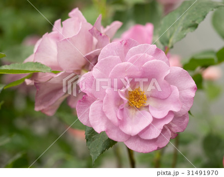 バラ　レスポワール 31491970