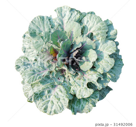 vegetable isolated on white backgorund 31492006