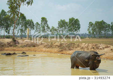 水浴びする水牛 水浴びする水牛 31493274
