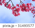 アジア人 アジアン アジア風 31493577