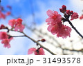 アジア人 アジアン アジア風 31493578