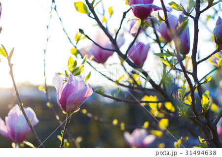 Bright pink magnolia flowers. 31494638