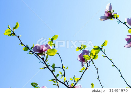 Beautiful tenderly pink flowering. 31494970