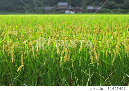 京都美山町かやぶきの里の稲穂 31495401
