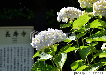 鎌倉長寿寺三門の白いアジサイ 31495411