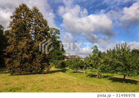 Apple trees in park Apple trees in park 31496976