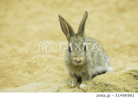 茶色のウサギ 茶色のウサギ 31496981