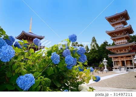 寺とアジサイ 31497211