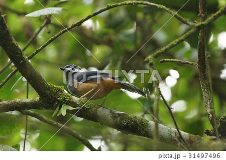 生きる 暮らす ライブ 31497496