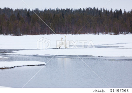 Swans on partially frozen lake 31497568