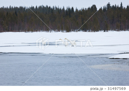 Swans on partially frozen lake 31497569