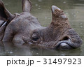 雨に濡れるカモシカ 雨に濡れるカモシカ 31497923