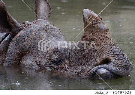 雨に濡れるカモシカ 雨に濡れるカモシカ 31497923