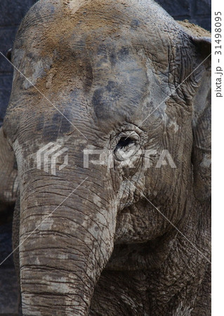 雨に濡れるアジアゾウ 31498095