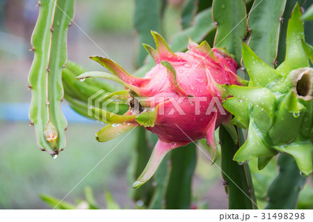 dragon Fruit on the tree after rain in garden dragon Fruit on the tree after rain in garden 31498298
