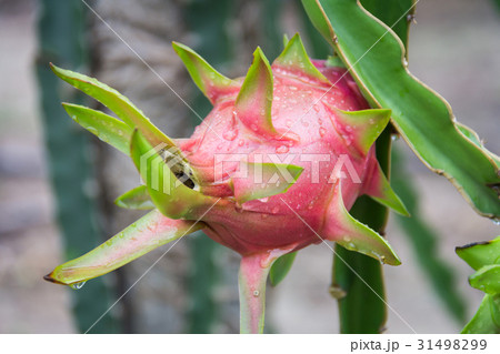 dragon Fruit on the tree after rain in garden 31498299