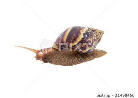 Land snail isolated on white background 31498466