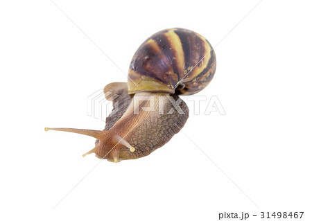 Land snail isolated on white background 31498467