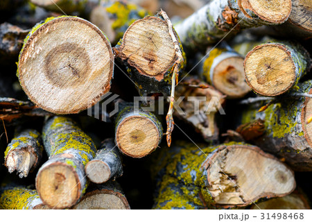 Stacked Wood Logs With Pine Trees 31498468