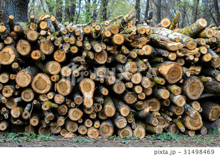 Stacked Wood Logs With Pine Trees 31498469