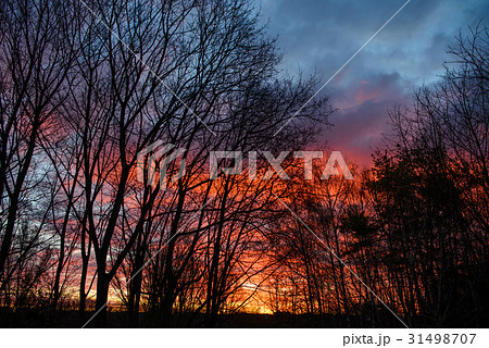 Dark silhouettes of trees and amazing cloudy sky Dark silhouettes of trees and amazing cloudy sky 31498707