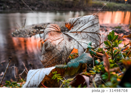 dry leaf lies on the grass in the sunny west 31498708