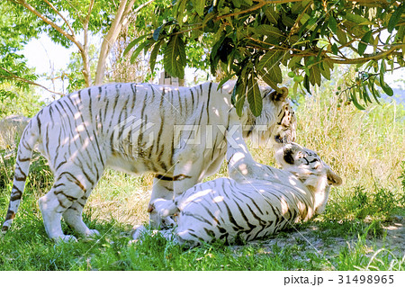 じゃれあうホワイトタイガー 31498965