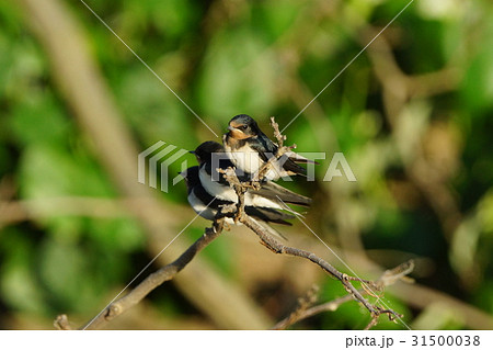 つばめ 鳥綱 伝統 31500038