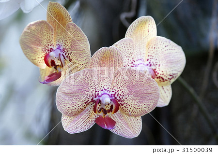 蘭 ラン 洋ラン 31500039