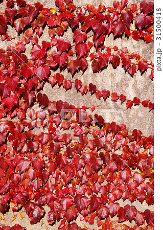 蔦紅葉 蔦紅葉 31500418