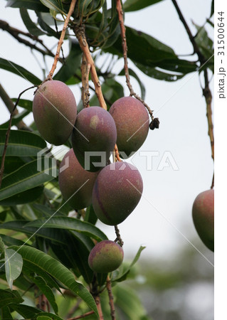 マンゴー マンゴ 植物 31500644