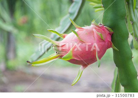 Dragon fruit,Pitaya on tree 31500783