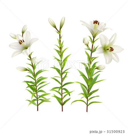 White lilies with green stem and leaves. Set of White lilies with green stem and leaves. Set of 31500923