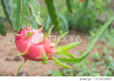 Dragon fruit,Pitaya on tree Dragon fruit,Pitaya on tree 31501063