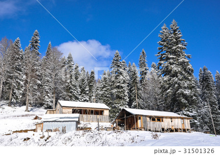 Winter in the forest  31501326