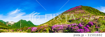 ミヤマキリシマ咲くくじゅう連山 31501692