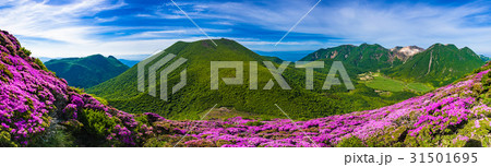 ミヤマキリシマ咲くくじゅう連山 31501695