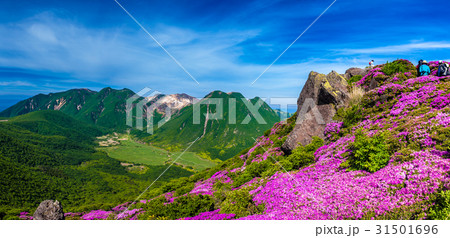ミヤマキリシマ咲くくじゅう連山 ミヤマキリシマ咲くくじゅう連山 31501696