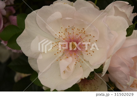 チェルシー・フラワー・ショー チェルシー・フラワー・ショー 31502029