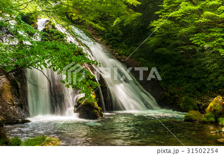 新緑の美しい滝 名水の滝 新緑の美しい滝 名水の滝 31502254