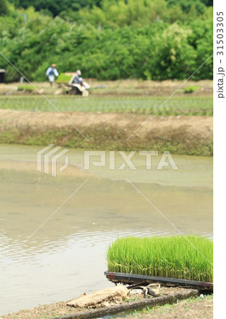 田植えの風景 31503305