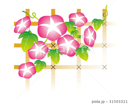 朝顔 ピンク と垣根のイラスト素材