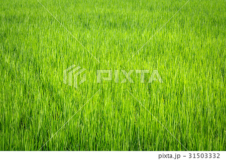 View of a germinated rice is ready , add the rice 31503332