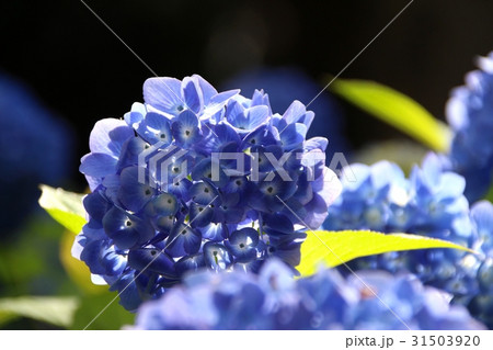 夕陽に輝く満開の紫陽花 夕陽に輝く満開の紫陽花 31503920