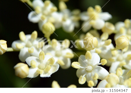 Small white flowers, blurred background Macro shot Small white flowers, blurred background Macro shot 31504347