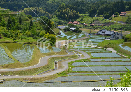 周南市中須北地区の棚田 周南市中須北地区の棚田 31504348